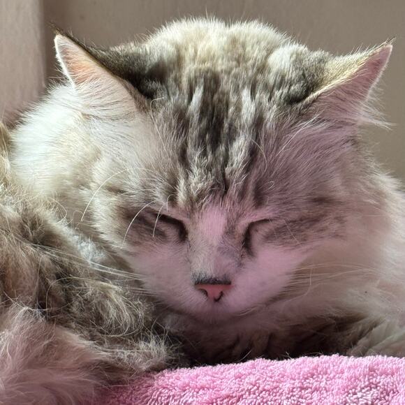 Vintage 1960s Delicate Floral Housecoat Yellow Robe White Lace Trim Ribbon Tie - Picture 16 of 16